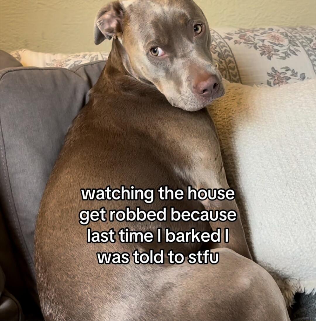 watching the house get robbed because last time I barked I was told to stfu
