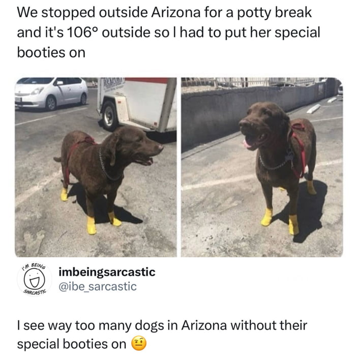 We stopped outside Arizona for a potty break and it's 106° outside so I had to put her special booties on. I see way too many dogs in Arizona without their special booties on.