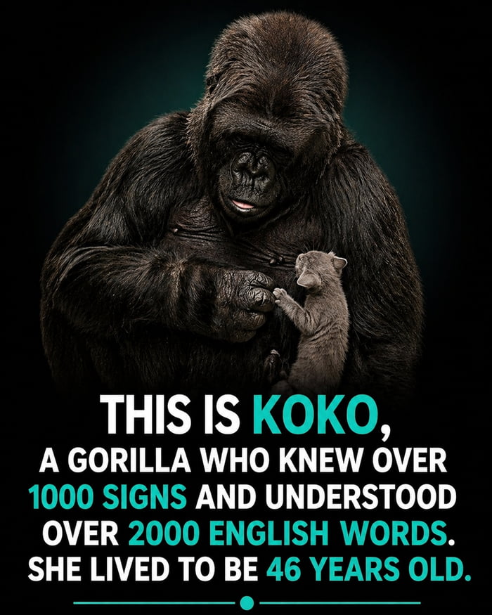 THIS IS KOKO, A GORILLA WHO KNEW OVER 1000 SIGNS AND UNDERSTOOD OVER 2000 ENGLISH WORDS. SHE LIVED TO BE 46 YEARS OLD.