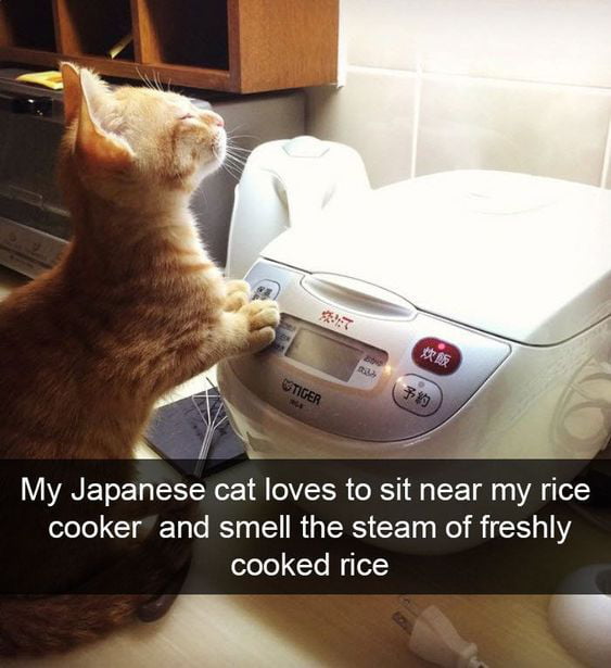 ly _ N i My Japanese cat loves to sit near my rice elele CIETaTe ST S R RS CET RO B 510112 cooked rice