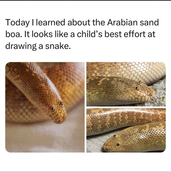 Today learned about the Arabian sand boa It looks like a childs best effort at drawing a snake