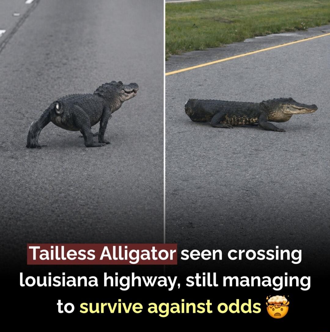 Tailless Alligator seen crossing Louisiana highway, still managing to survive against odds