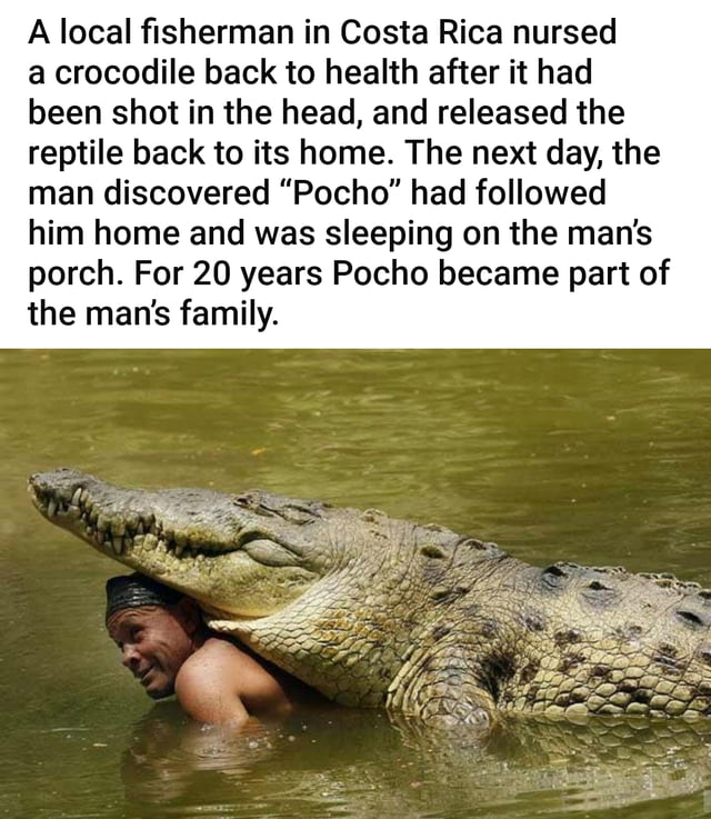 A local fisherman in Costa Rica nursed a crocodile back to health after it had been shot in the head and released the reptile back to its home The next day the man discovered Pocho had followed him home and was sleeping on the mans porch For 20 years Pocho became part of the mans family