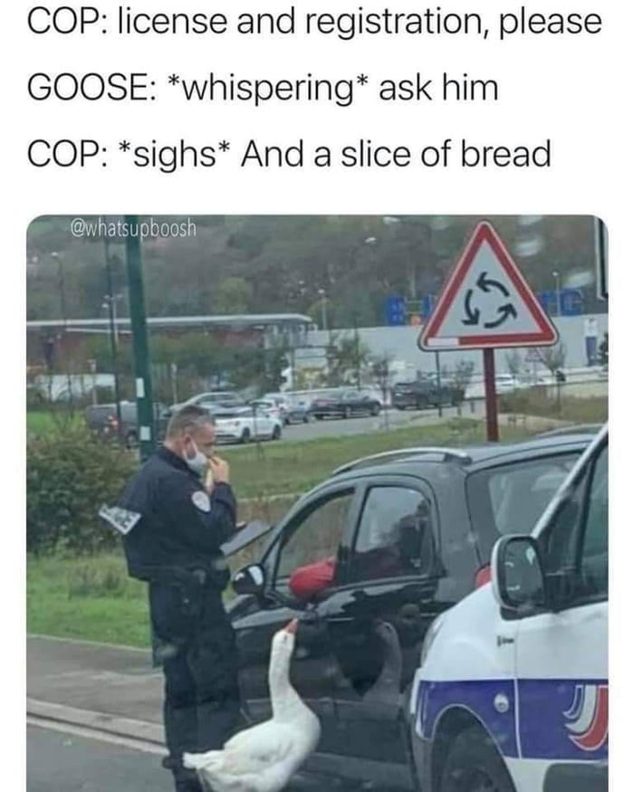 COP license and registration please GOOSE whispering ask him COP sighs And a slice of bread whatsuphoosh