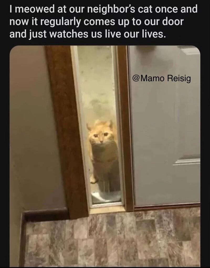 meowed at our neighbors cat once and A LT ET AT EERTT R GG T and just watches us live our lives Mamo Reisig