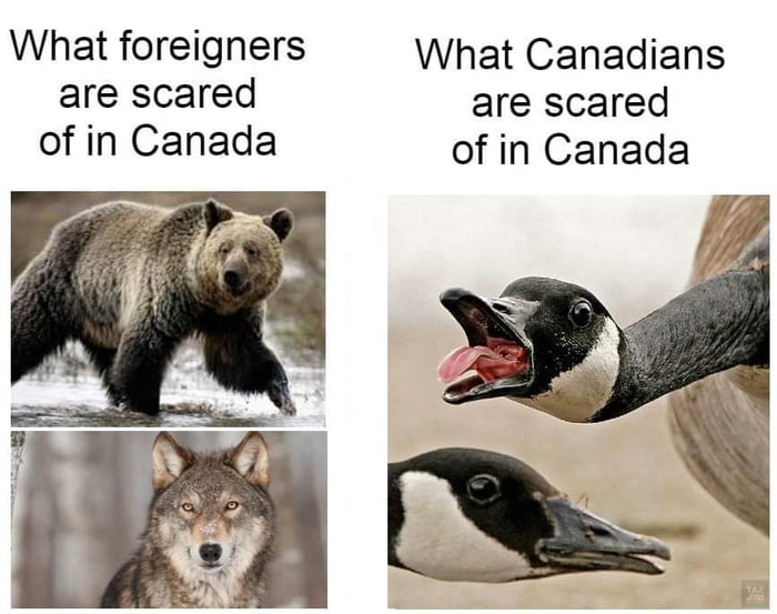 What foreigners What Canadians are scared are scared of in Canada of in Canada