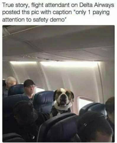 True story flight attendant on Delta Airways posted ths pic with caption only 1 paying attention to safety demo