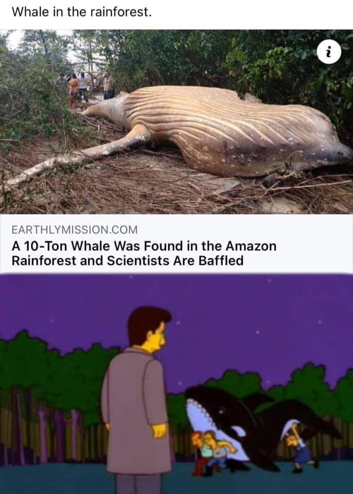 Whale in the rainforest EARTHLY ONCOM A 10 Ton Whale Was Found in the Amazon Rainforest and Scientists Are Baffled