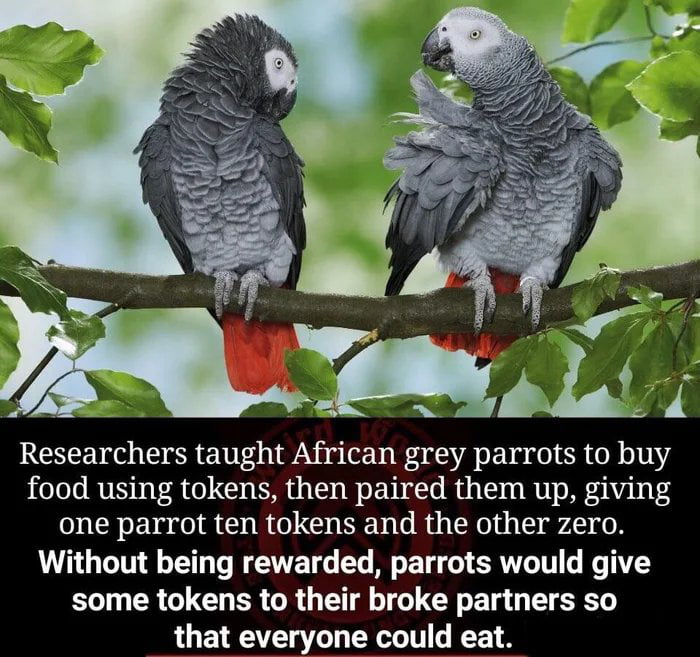 Researchers taught African grey parrots to buy food using tokens then paired them up giving one parrot ten tokens and the other zero Without being rewarded parrots would give some tokens to their broke partners so that everyone could eat