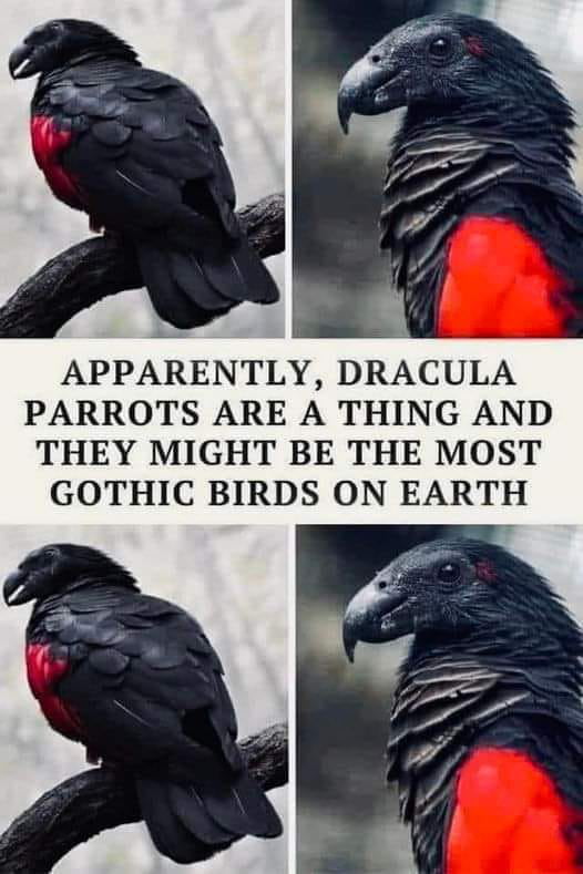 APPARENTLY DRACULA PARROTS ARE A THING AND THEY MIGHT BE THE MOST GOTHIC BIRDS ON EARTH