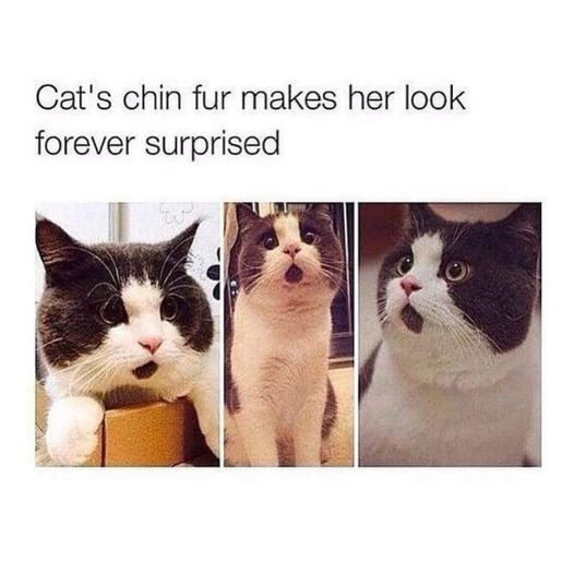 Cats chin fur makes her look forever surprised