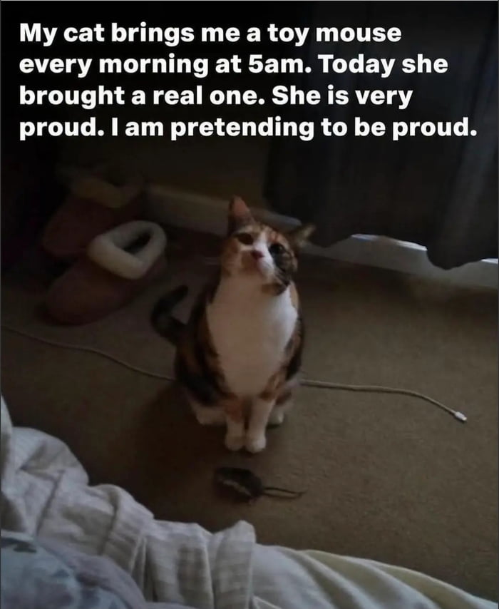My cat brings me a toy mouse every morning at 5am. Today she brought a real one. She is very proud. I am pretending to be proud.