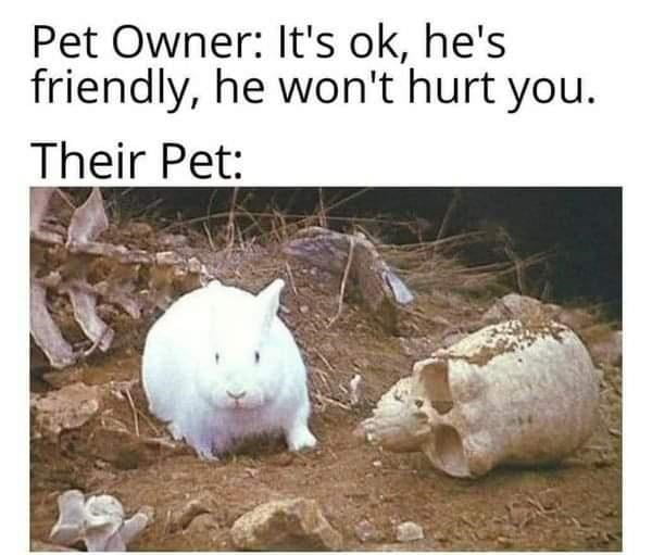 Pet Owner Its ok hes friendly he wont hurt you Their Pet