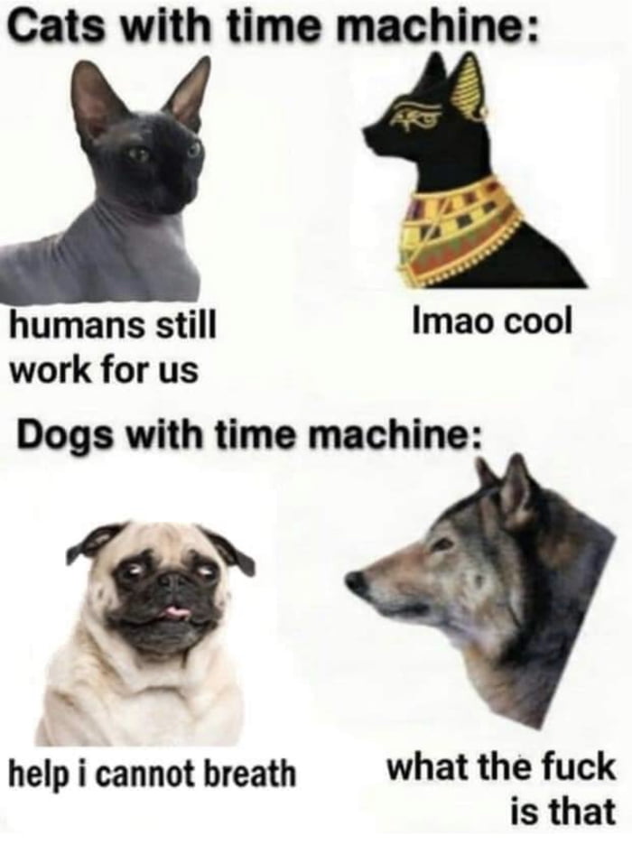 Cats with time machine humans still Imao cool work for us Dogs with time machine Vs L help i cannot breath what the fuck is that