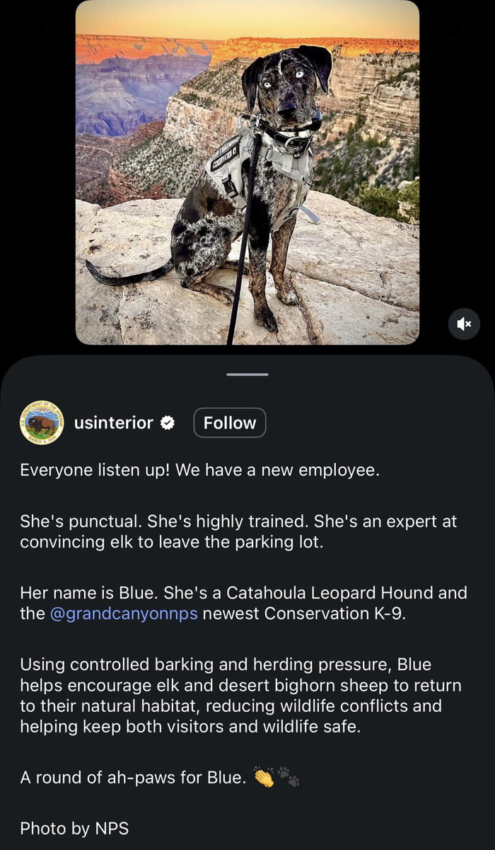 usinterior Follow Everyone listen up! We have a new employee. She's punctual. She's highly trained. She's an expert at convincing elk to leave the parking lot. Her name is Blue. She's a Catahoula Leopard Hound and the @grandcanyonps newest Conservation K-9. Using controlled barking and herding pressure, Blue helps encourage elk and desert bighorn s