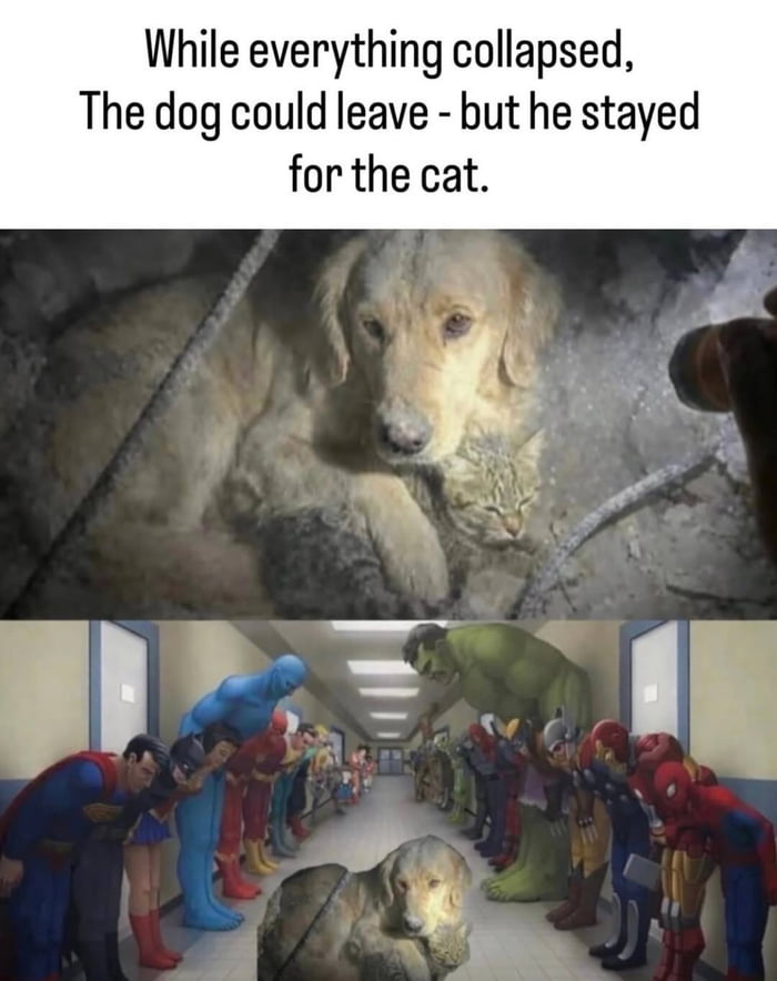 While everything collapsed, The dog could leave - but he stayed for the cat.