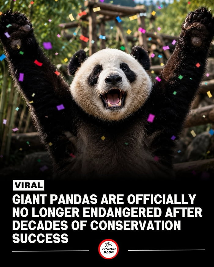VIRAL GIANT PANDAS ARE OFFICIALLY NO LONGER ENDANGERED AFTER DECADES OF CONSERVATION SUCCESS The Tinder Blog