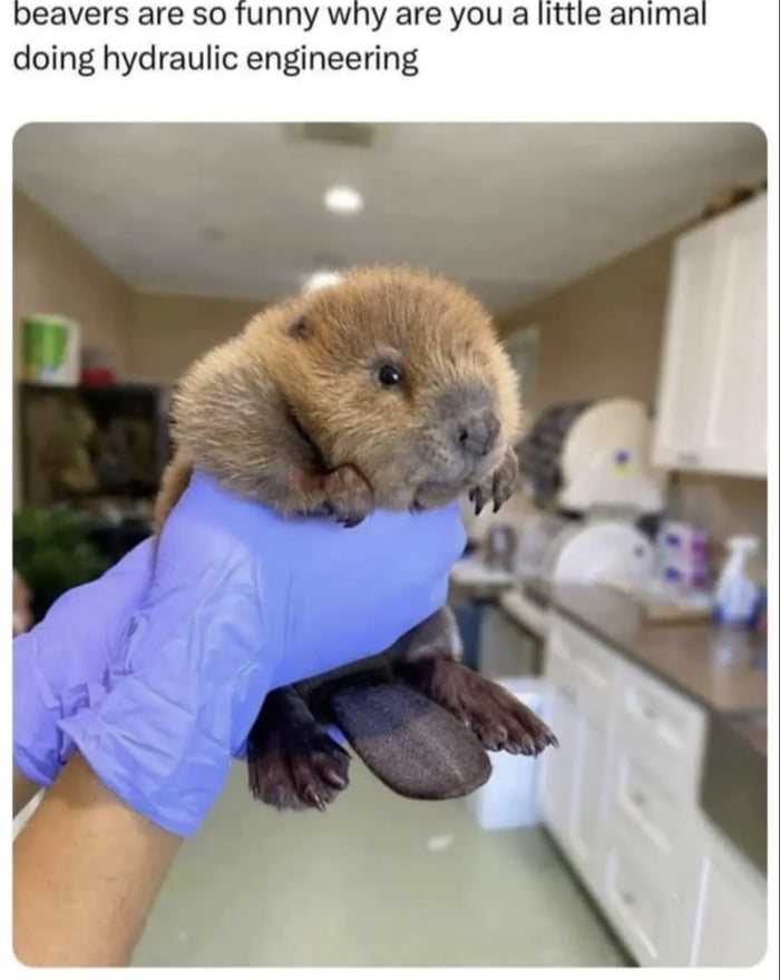 beavers are so funny why are you a little animal doing hydraulic engineering