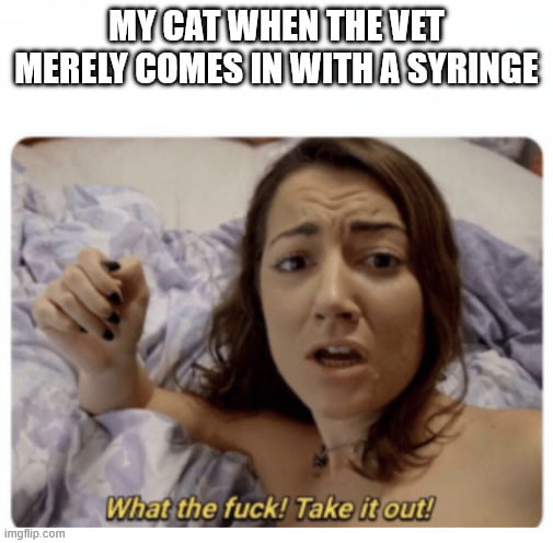 MY CAT WHEN THE VET MERELY COMES IN WITH A SYRINGE What the fuck! Take it out!