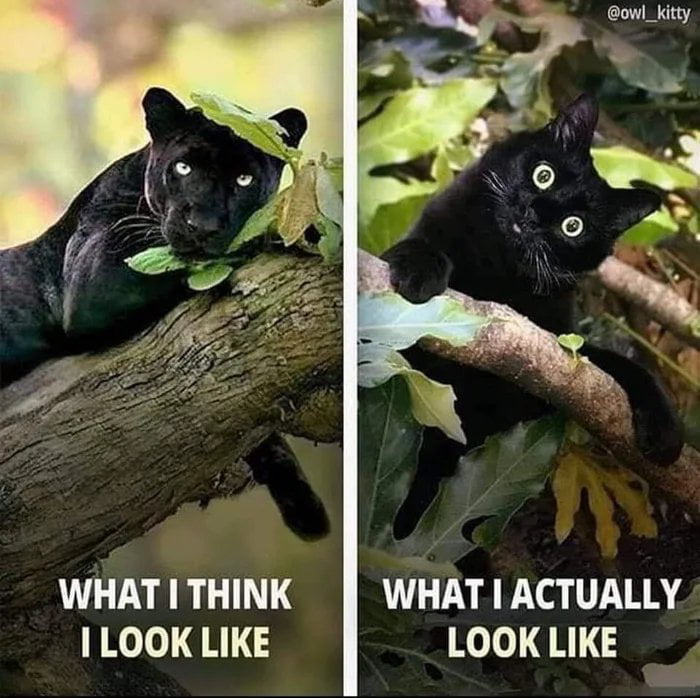 WHAT I THINK I LOOK LIKE WHAT I ACTUALLY LOOK LIKE