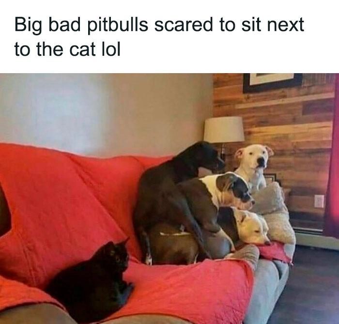 Big bad pitbulls scared to sit next to the cat lol