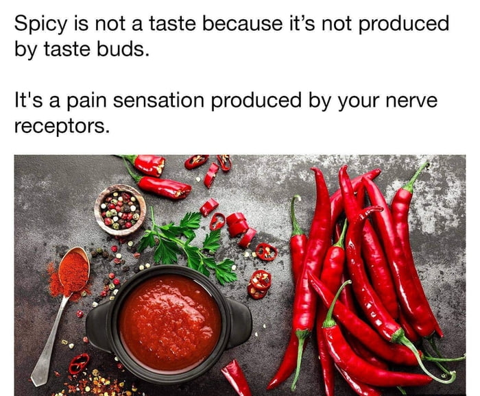 Spicy is not a taste because its not produced by taste buds Its a pain sensation produced by your nerve receptors