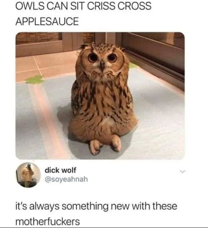 OWLS CAN SIT CRISS CROSS APPLESAUCE A dickwolf soyeahnah its always something new with these motherfuckers