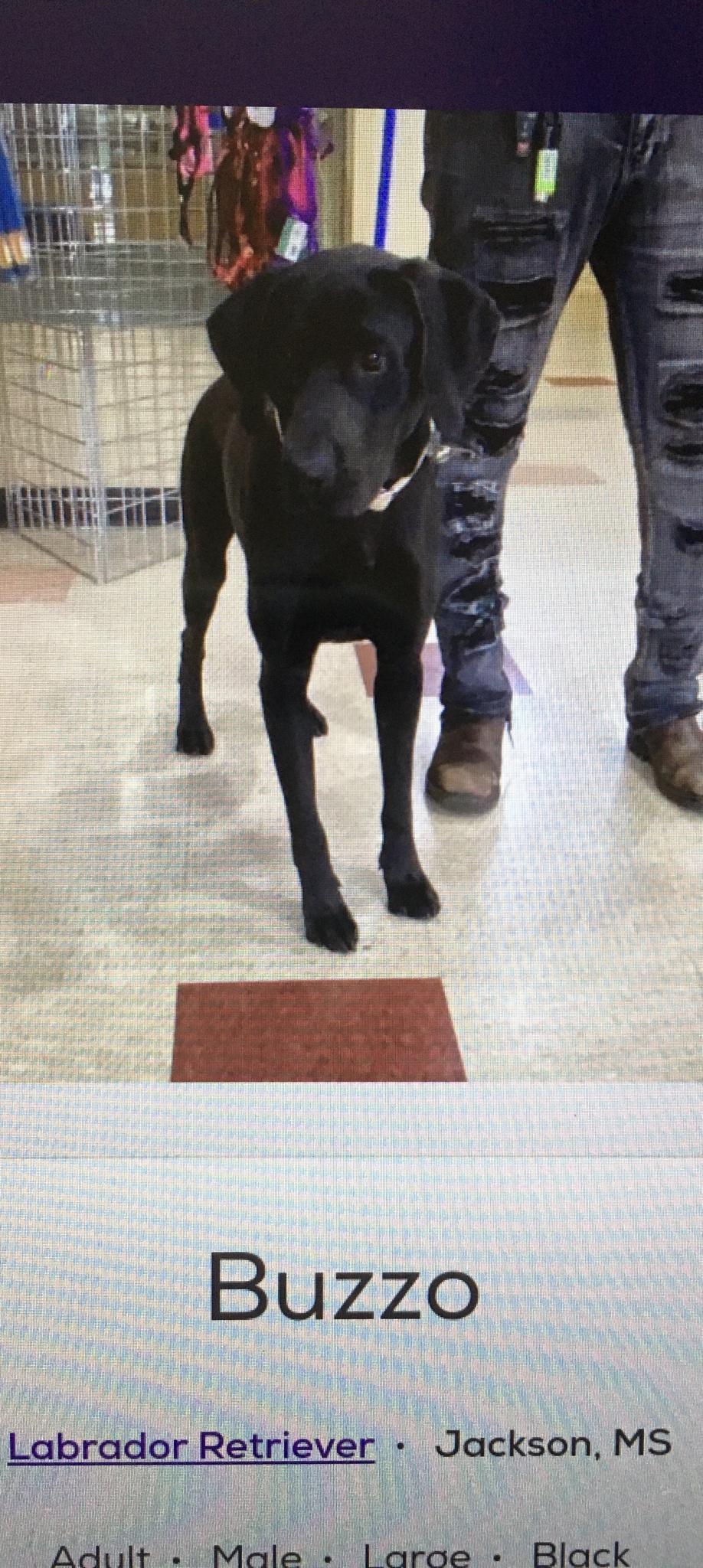 Buzzo Labrador Retriever Jackson MS Adult Male Larce Black