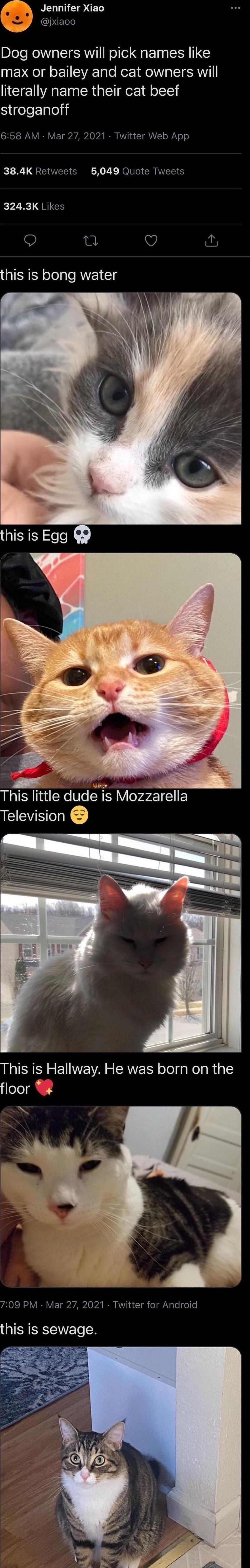 M Jennifer Xiao ANCINERT o Dog owners will pick names like max or bailey and cat owners will literally name their cat beef SifeleLgleli 658 AM Mar 27 2021 Twitter Web App 384K Retweets 5049 Quote Tweets 3243K Likes 0 Q this is bong water This is Hallway He was born on the floor 709 PM Mar 27 2021 Twitter for Android this is sewage