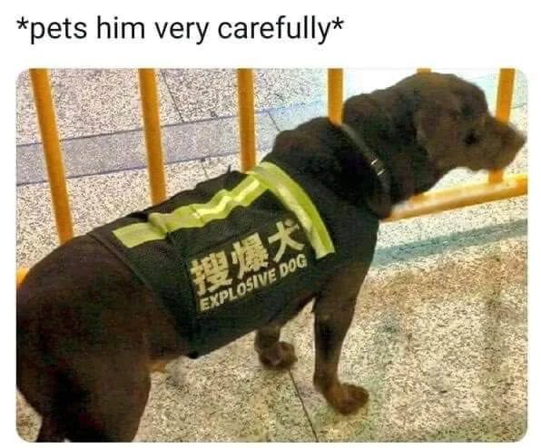 pets him very carefully