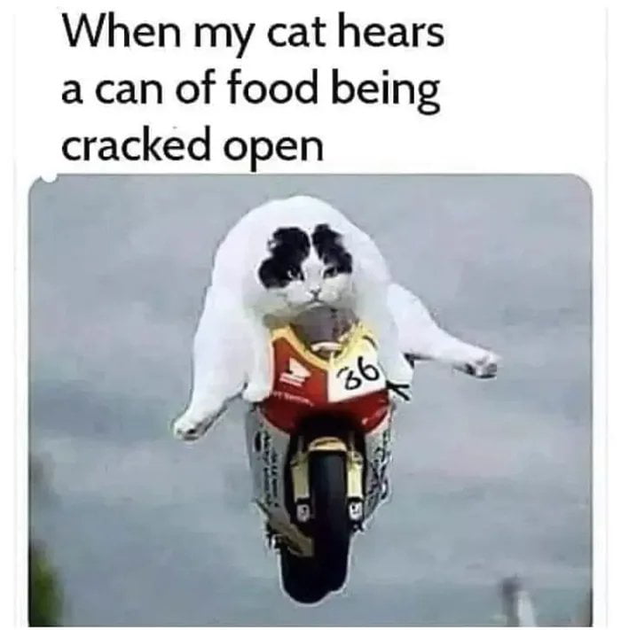 When my cat hears a can of food being cracked open