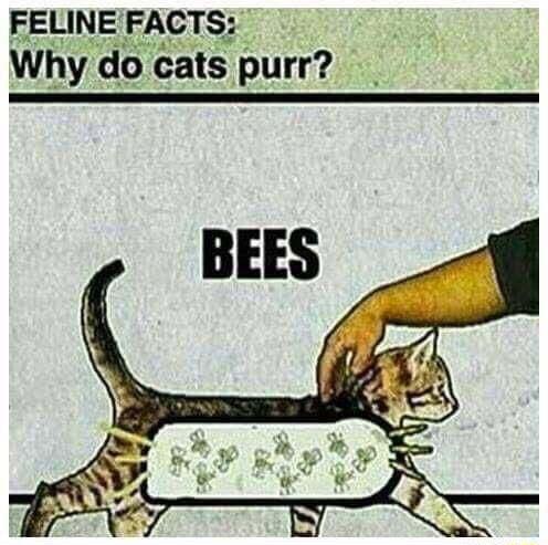 FELINEFACTS Why do cats purr