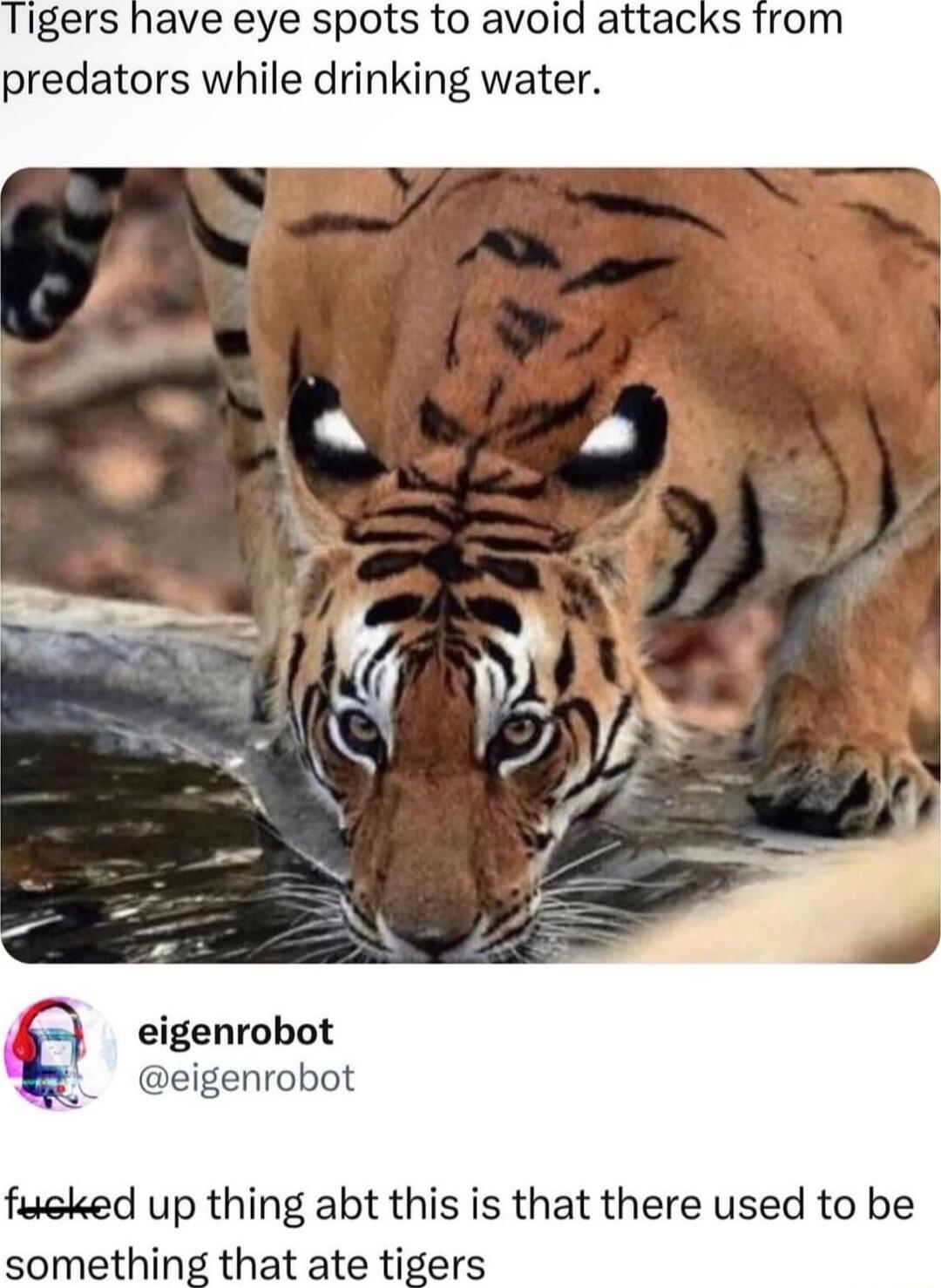 igers have eye spots to avoid attacks from predators while drinking water eigenrobot enrobot fueked up thing abt this is that there used to be something that ate tigers