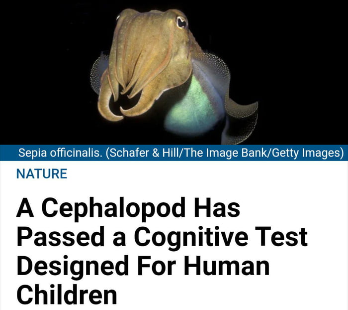B o NATURE A Cephalopod Has Passed a Cognitive Test Designed For Human Children
