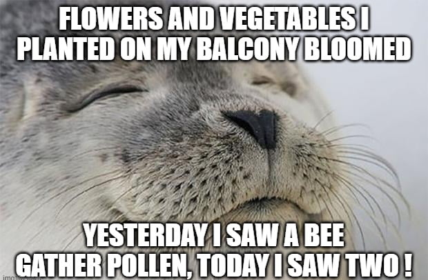 FLOWERS AND VEGETABLESI ruumn ON MY BALCONYBLOOMED
