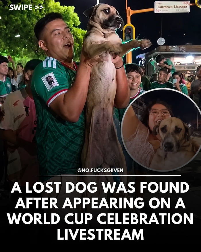 A lost dog was found after appearing on a World Cup celebration livestream. Swipe.