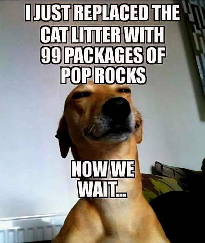 I JUST REPLACED THE CAT LITTER WITH 99 PACKAGES OF POP ROCKS NOW WE WAIT...