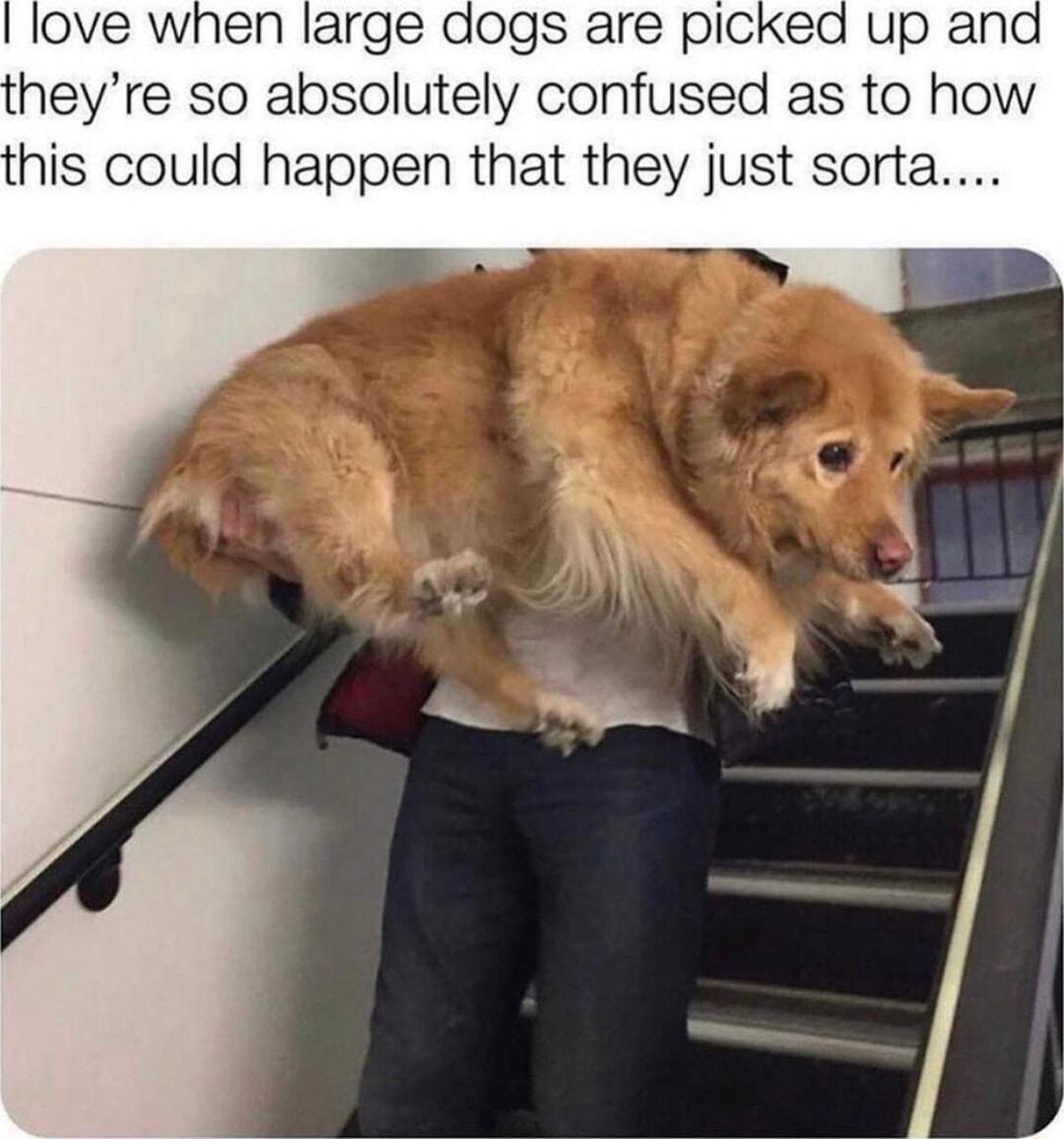 dogs are picked up and heyre so absolutely confused as to how his could happen that they just sorta