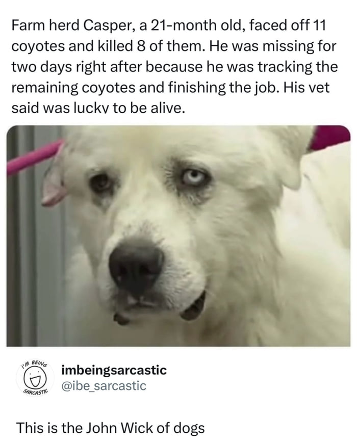 Farm herd Casper, a 21-month old, faced off 11 coyotes and killed 8 of them. He was missing for two days right after because he was tracking the remaining coyotes and finishing the job. His vet said he was lucky to be alive. This is the John Wick of dogs.