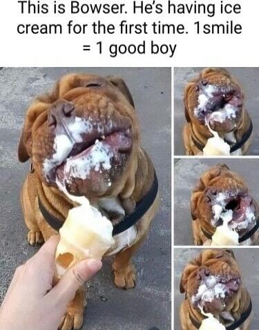 is is Bowser Hes having ice cream for the first time 1smile 1 good boy