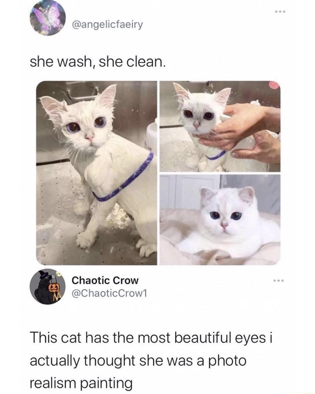 she wash she clean Chaotic Crow ChaoticCrow1 This cat has the most beautiful eyes i actually thought she was a photo realism painting