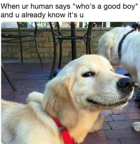 When ur human says 