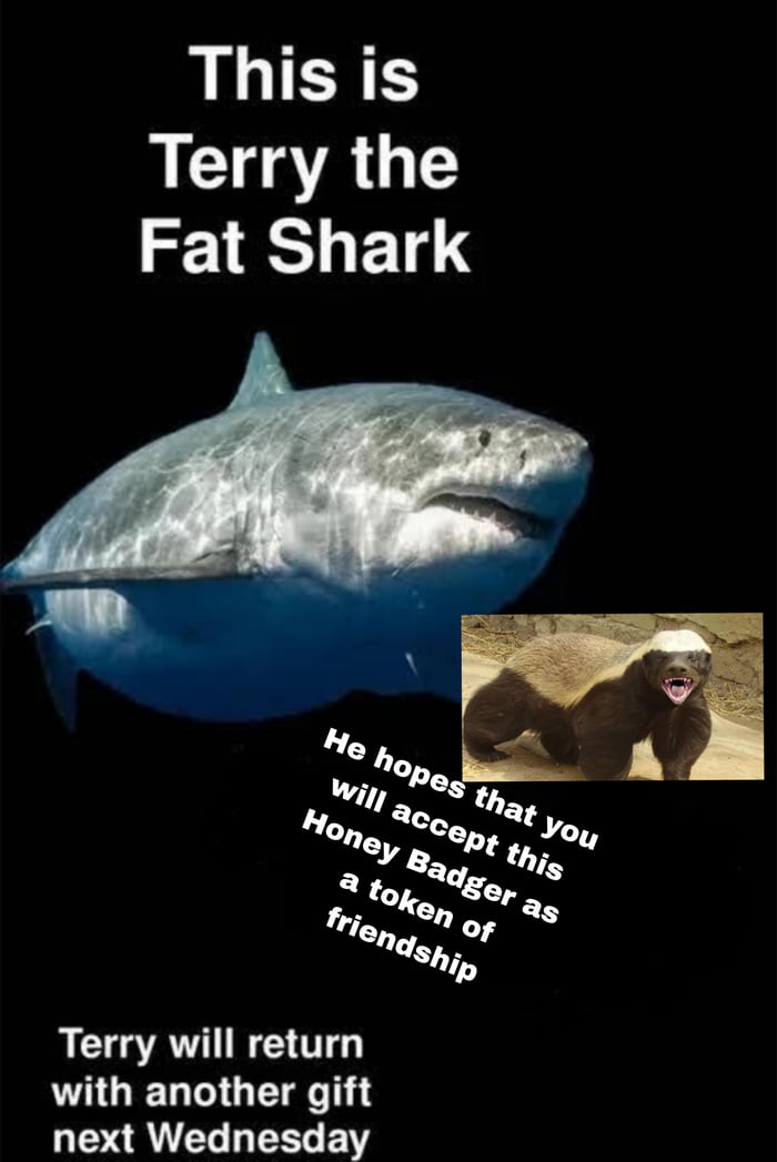 This is Terry the Fat Shark He hopes that you will accept this Honey Badger as a token of friendship Terry will return with another gift next Wednesday