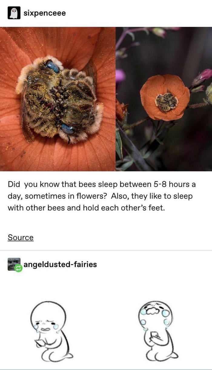 Did you know that bees sleep between 5 8 hours a day sometimes in flowers Also they like to sleep with other bees and hold each others feet Source 5 angeldusted fairies