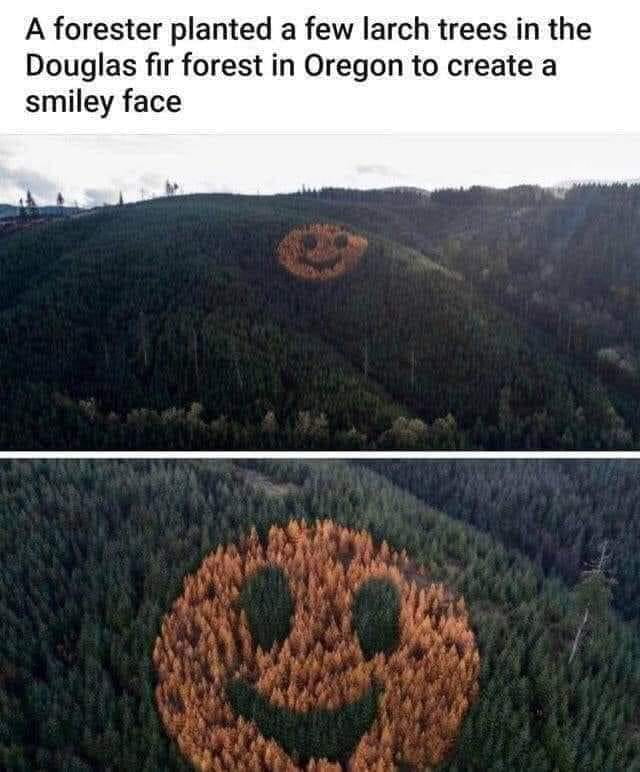 A forester planted a few larch trees in the Douglas fir forest in Oregon to create a smiley face