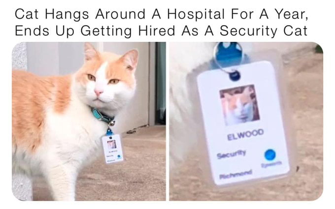 Cat Hangs Around A Hospital For A Year Ends Up Getting Hired As A Security Cat E 3