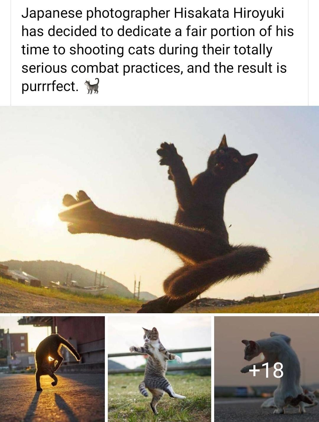 Japanese photographer Hisakata Hiroyuki has decided to dedicate a fair portion of his time to shooting cats during their totally serious combat practices and the result is purrrfect