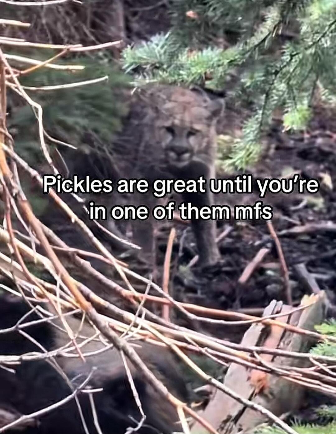 Pickles are great until you're in one of them mfs