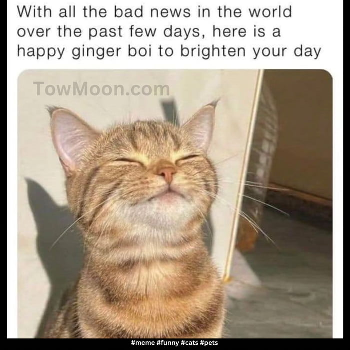 With all the bad news in the world over the past few days here is a happy ginger boi to brighten your day