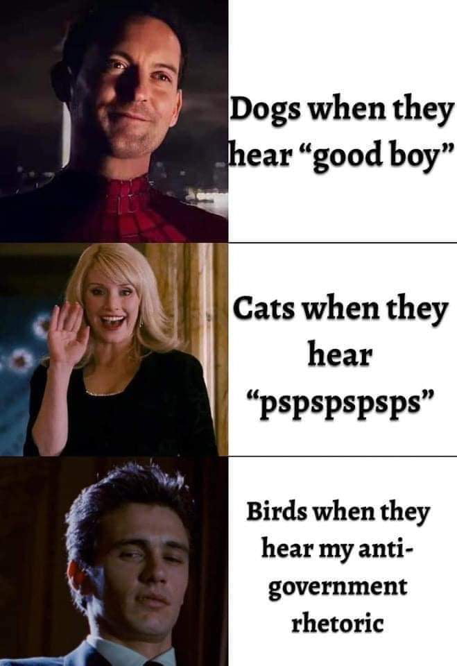 hear good boy Cats when they hear pspspspsps Birds when they hear my anti government rhetoric